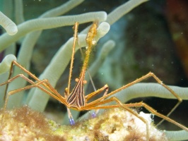 Yellowline Arrow Crab IMG 7526